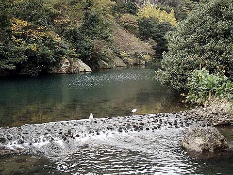 고향을 찾아온 철새 